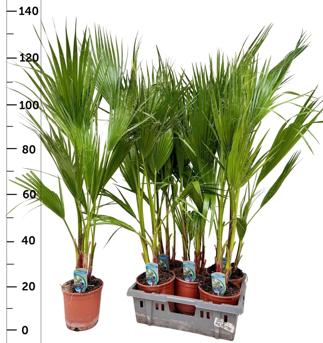 <h4>WASHINGTONIA FILIFER</h4>