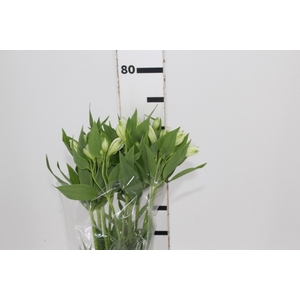 ALSTROEMERIA WHITNEY 080 CM