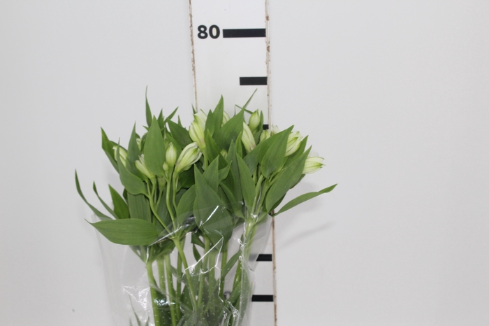 <h4>ALSTROEMERIA WHITNEY 080 CM</h4>