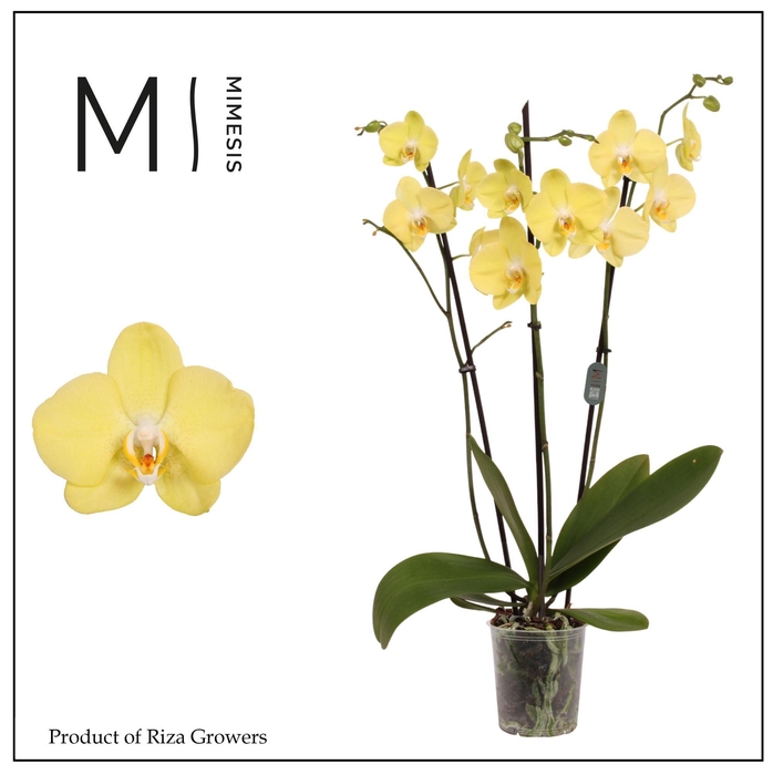 <h4>Phalaenopsis Savona 3 spike – 12cm | Mimesis</h4>