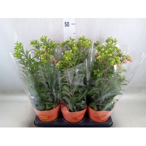 Kalanchoe HG 'Lucky Bells'