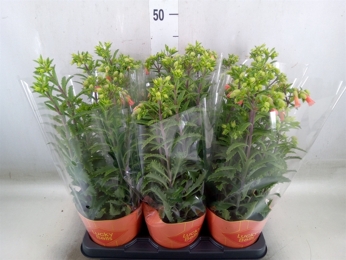 <h4>Kalanchoe HG 'Lucky Bells'</h4>