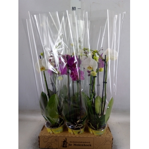 Phalaenopsis   ...mix  4