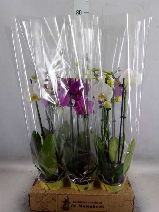 <h4>Phalaenopsis   ...mix  4</h4>