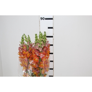 BOCA DE LEAO LARANJA 070 CM