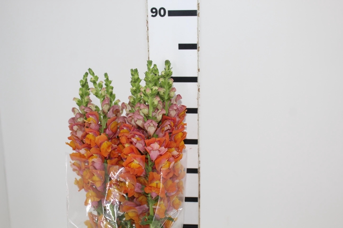 <h4>BOCA DE LEAO LARANJA 070 CM</h4>