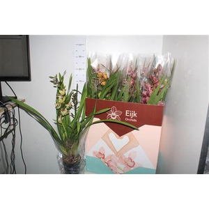 Cymbidium Mix 2-3 Branche