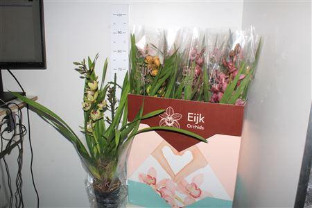 <h4>Cymbidium Mix 2-3 Branche</h4>