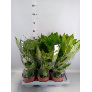 Fatsia japonica   ...