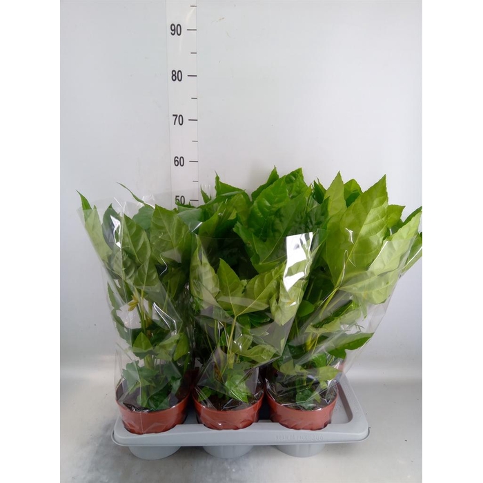 <h4>Fatsia japonica   ...</h4>