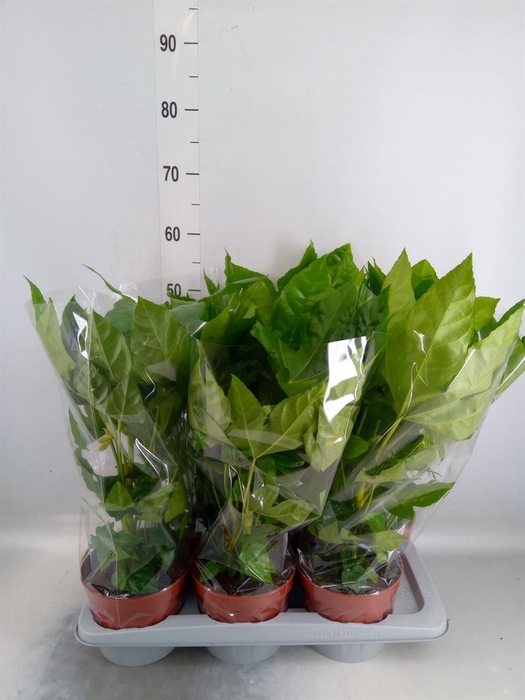 Fatsia japonica   ...