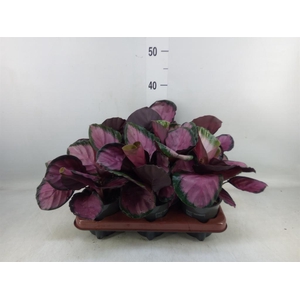 Calathea roseopicta 'Crimson'