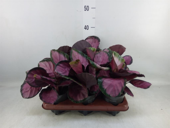 <h4>Calathea roseopicta 'Crimson'</h4>