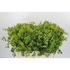 Bupleurum Griffithii