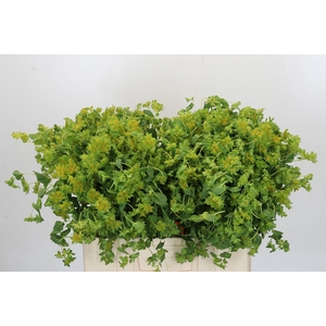 Bupleurum Griffithii