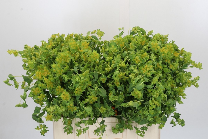 <h4>Bupleurum Griffithii</h4>