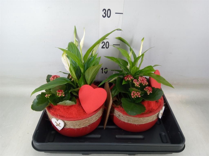 <h4>Arr.    Planten  L%</h4>