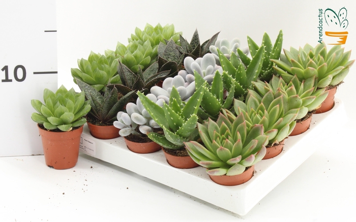<h4>SUCC GEM 5 SRT</h4>