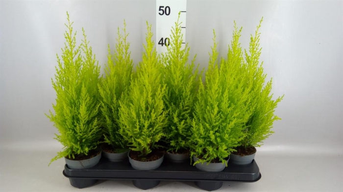 <h4>Cupressus macro. 'Goldcrest Wilma'</h4>