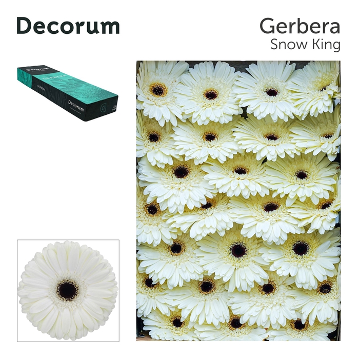 Gerbera Snow King Doos