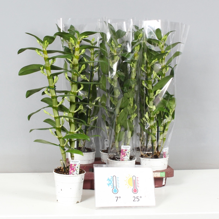 <h4>DENDR N SC APOLLON</h4>