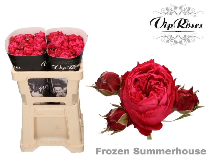 R TR FROZEN SUMMERH