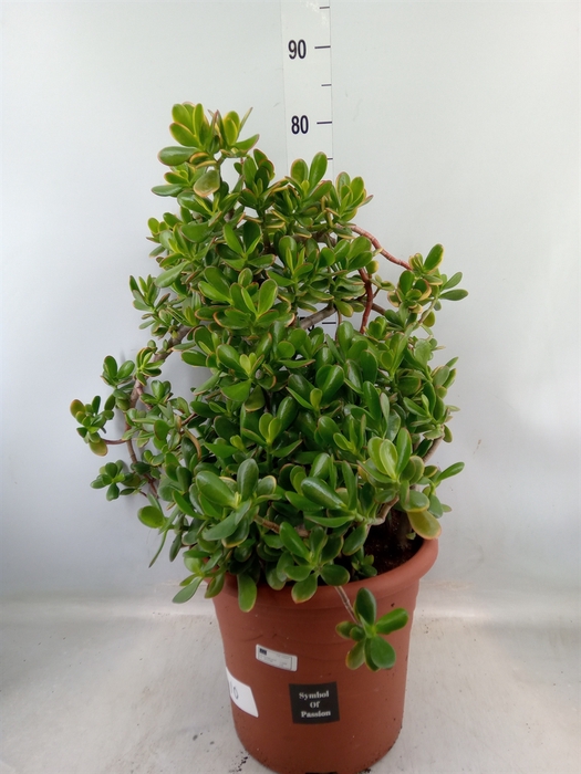 <h4>Crassula ovata 'Sunset'</h4>