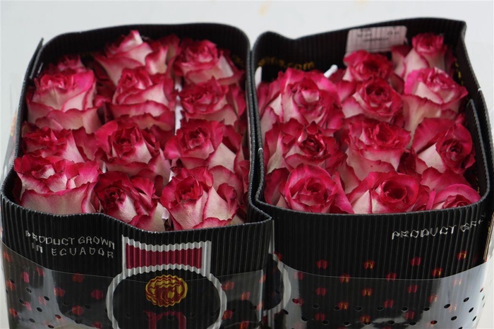 <h4>R Gr Cinderella</h4>