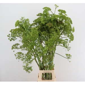 FOENICULUM VULGARE GREEN 110CM