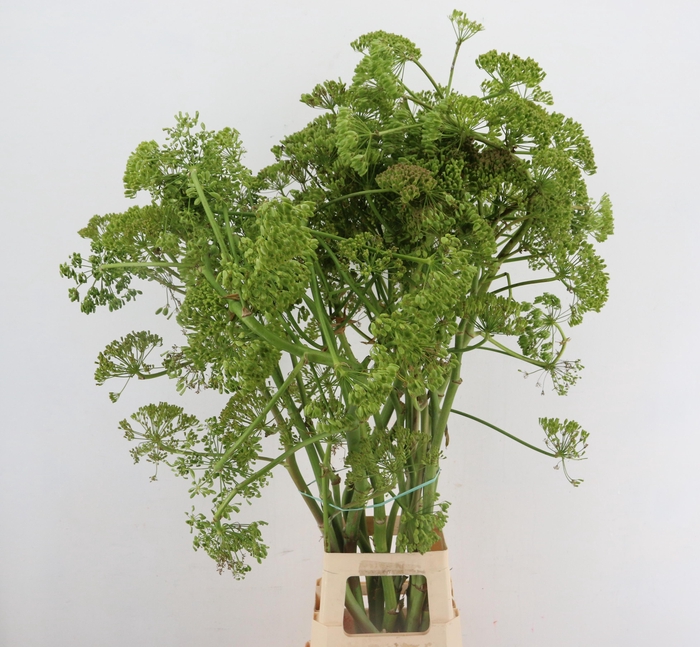 <h4>FOENICULUM VULGARE GREEN 110CM</h4>