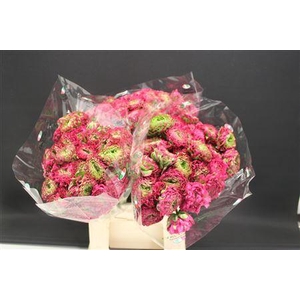 Cl Pon-pon Fanny 566