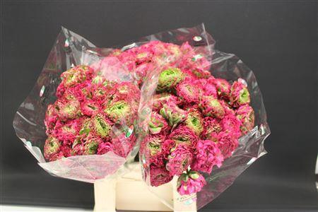 <h4>Cl Pon-pon Fanny 566</h4>