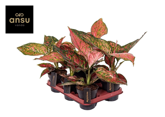 Aglaonema Coral Red