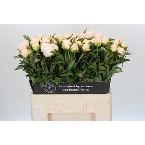 Paeonia Cheddar Surprice