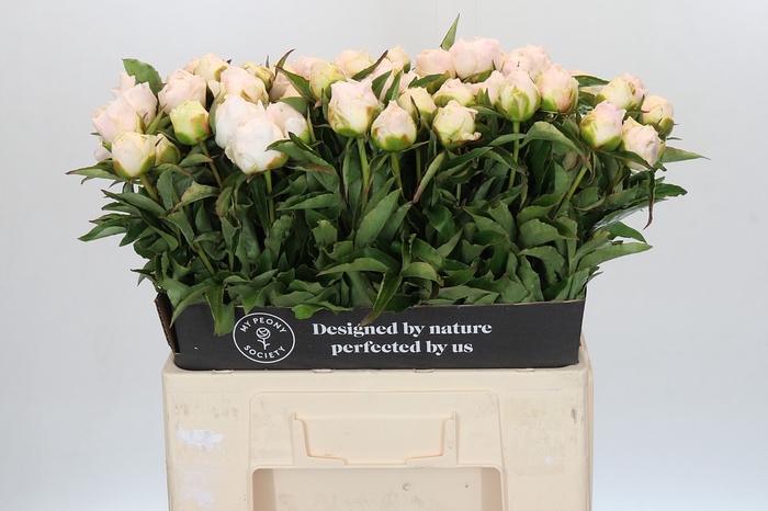 Paeonia Cheddar Surprice
