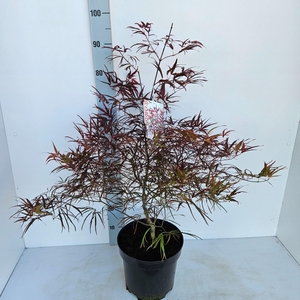 Acer palmatum Enkan