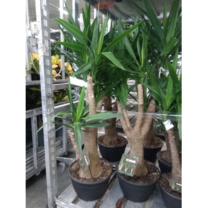 Yucca elephantipes   ...