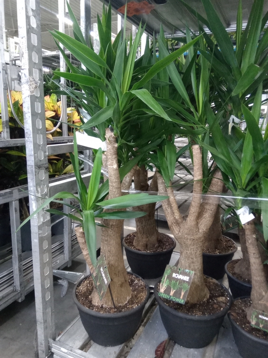 <h4>Yucca elephantipes   ...</h4>