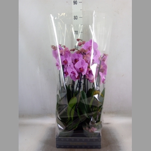Phalaenopsis  'Ant Orlando'