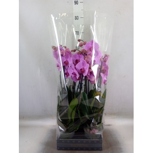 Phalaenopsis  'Ant Orlando'