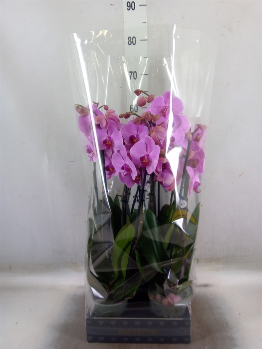 <h4>Phalaenopsis  'Ant Orlando'</h4>