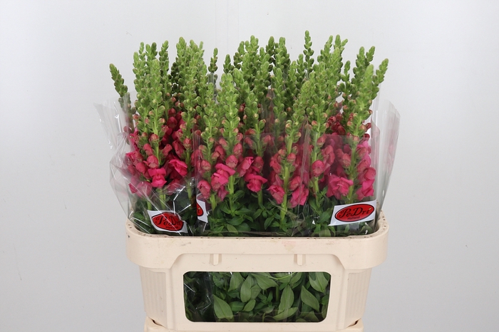 <h4>Antir Antibes Rose</h4>