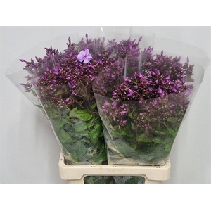 Phlox Blue Boy Hogenboom