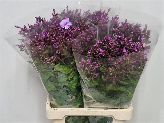 <h4>Phlox Blue Boy Hogenboom</h4>