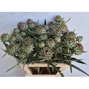 CYNARA CARDUNCULUS