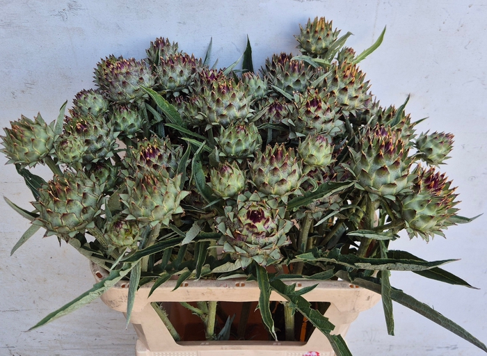 <h4>CYNARA CARDUNCULUS</h4>