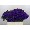 Limonium sinuatum Navy Sun Birds
