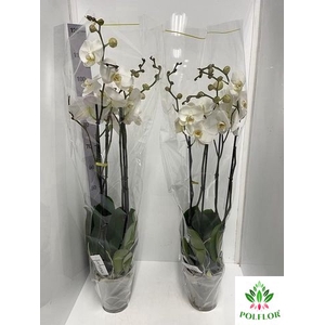 Phalaenopsis Fortuno Alto 17Ø 110cm 4st 24fl