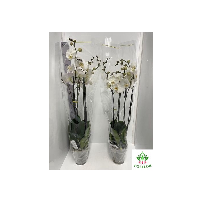 <h4>Phalaenopsis Fortuno Alto 17Ø 110cm 4st 24fl</h4>