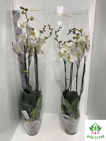 Phalaenopsis Fortuno Alto 17Ø 110cm 4st 24fl